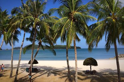 Palm trees on beach