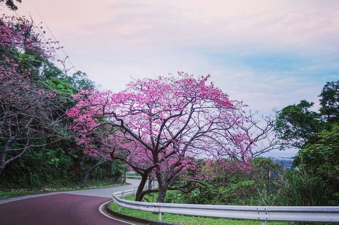 VIEW OF PINK FLOWER TREE