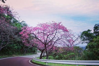 Pink flower trees by road against sky