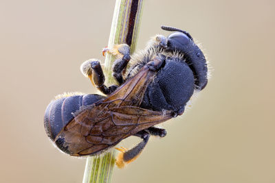 Close-up of insect on twig