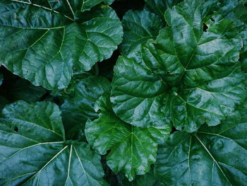 Full frame shot of rhubarb plant growing on field