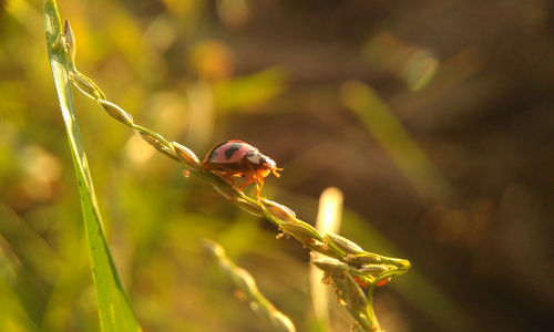 Close-up of ladybug on plant