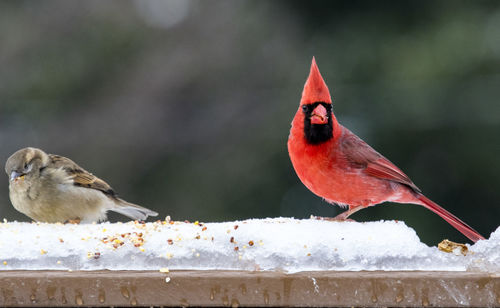 Close-up of bird perching on red outdoors