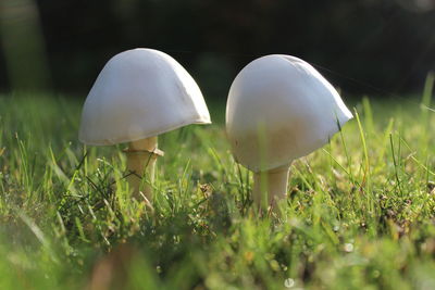 Close-up of mushroom growing on field