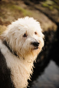 Close-up portrait of dog