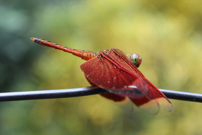 Close-up of insect on leaf