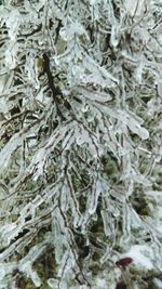 Full frame shot of frozen tree