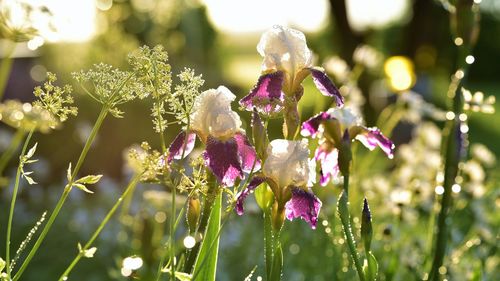 Close-up of purple flowering plants