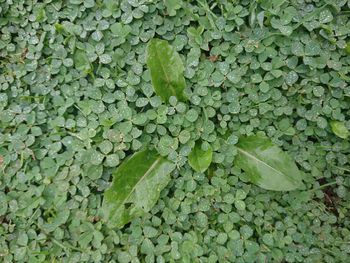 Full frame shot of leaves