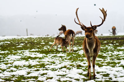 Stag on field during winter