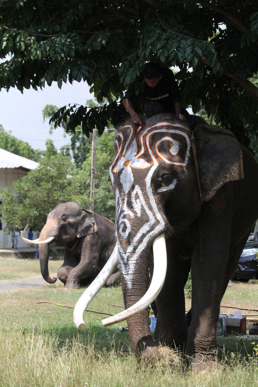 CLOSE-UP OF ELEPHANT IN FIELD