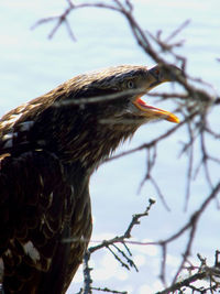 Close-up of bird perching on branch