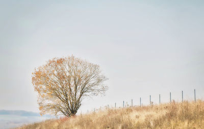 Bare tree on field against clear sky