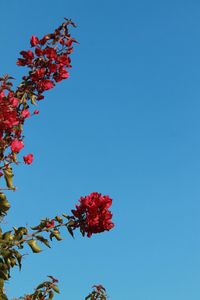 Low angle view of red flower tree against clear sky