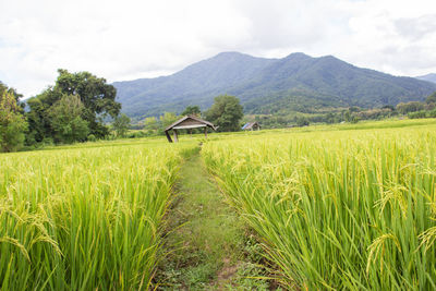 Scenic view of agricultural field against sky