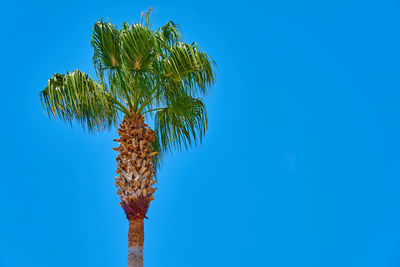 Low angle view of coconut palm tree against clear blue sky