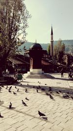 Birds flying over temple