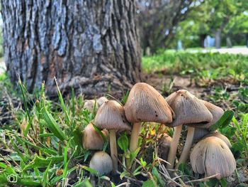 Close-up of mushroom growing on field