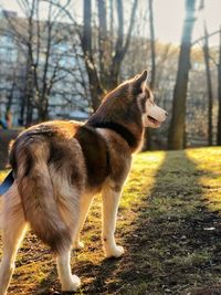 Full length of a dog on field