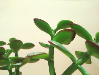 Close-up of fresh green plant