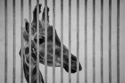 Close-up of giraffe behind metal stripes