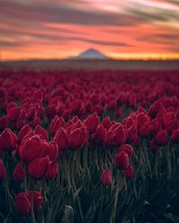 Close-up of red flowers in field
