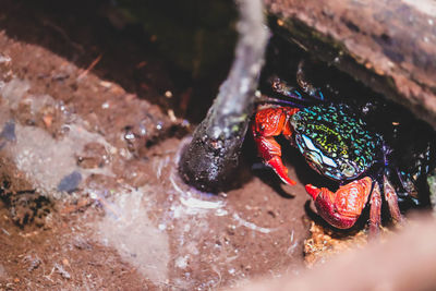 High angle view of crab