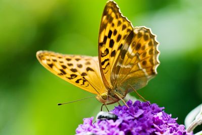 Close-up of butterfly pollinating on purple flower