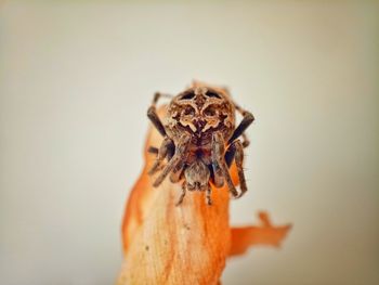 Close-up of spider on wood against white background