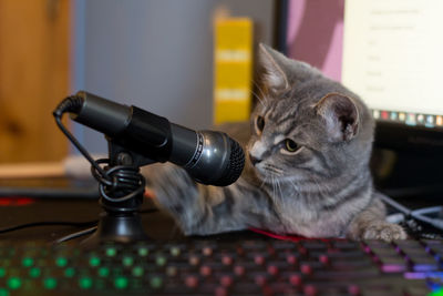 Closeup of an adorable fluffy gray kitten playing with a small microphone