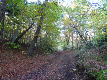 Trees in forest