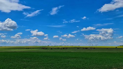 Scenic view of field against sky