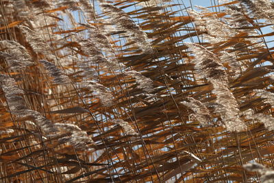 Low angle view of bamboo plants