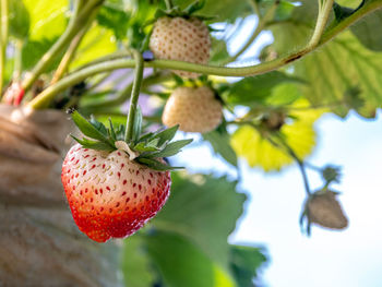 fruit
