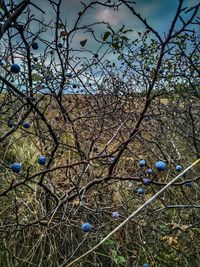 Low angle view of bare tree against sky