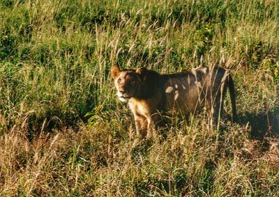 Dog standing on grassy field