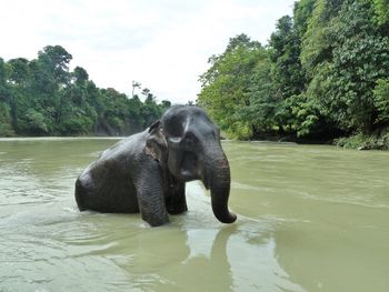 Close-up of elephant in a lake