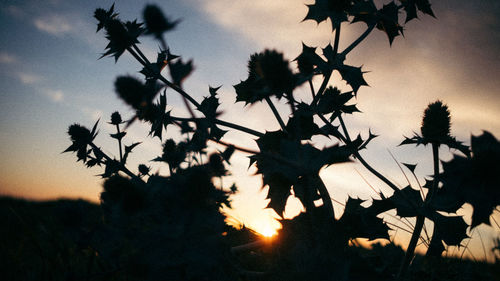 Close-up of silhouette tree against sky during sunset