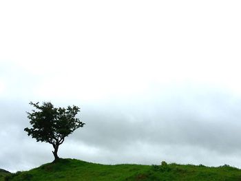 Tree in field against sky