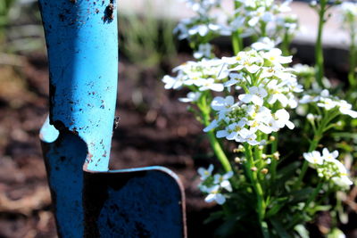 Close-up of white flowering plants