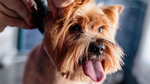 Dog grooming and getting professional service at pet salon by groomer