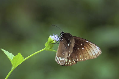 Close-up of butterfly pollinating flower