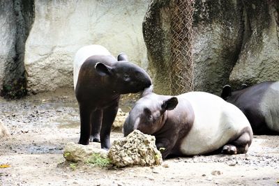 Malayan tapirs in a zoo