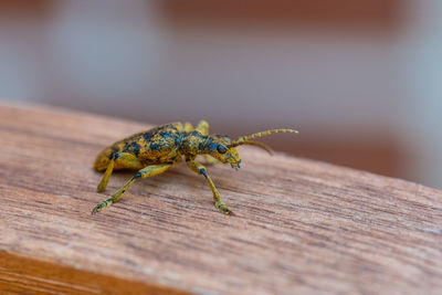 Close-up of insect on wood