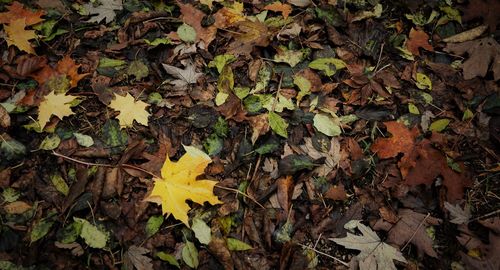 High angle view of yellow maple leaves on field