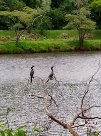 Birds perching on a lake