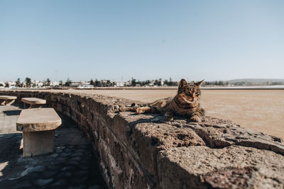 Cat sitting on retaining wall