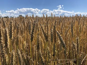 View of stalks in field against sky