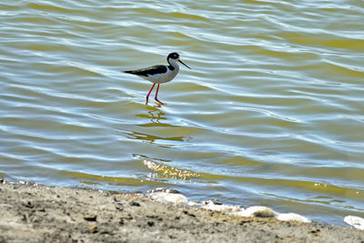 Bird in water