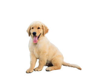 Portrait of dog sitting on white background